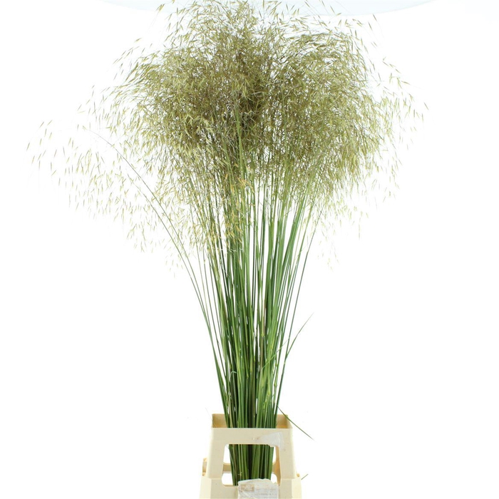 <h4>Stipa Gold</h4>