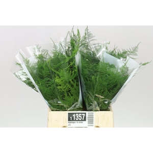 Asparagus 1e Veren