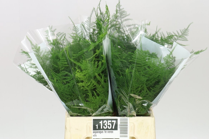 <h4>Asparagus 1e Veren</h4>