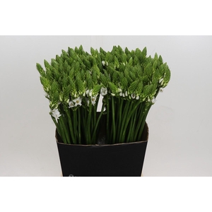 Ornithogalum Thyrsoides