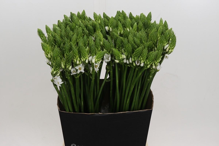 <h4>Ornithogalum Thyrsoides</h4>