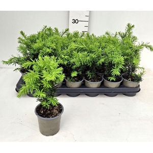 TAXUS M HICKSII