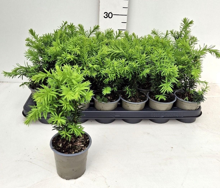 <h4>TAXUS M HICKSII</h4>
