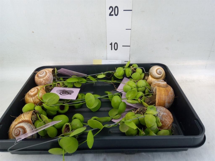 <h4>Arr. Dischidia</h4>