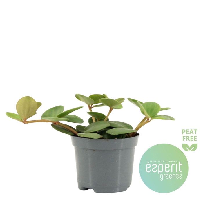 <h4>Peperomia Hope</h4>