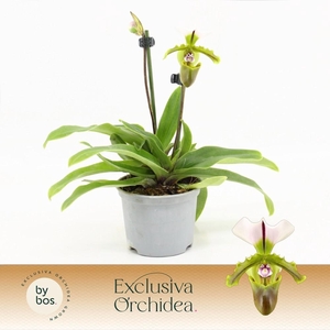 Paphiopedilum, Milano 2-spike 'Exclusiva Orchidea' P9
