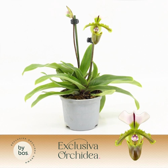 <h4>Paphiopedilum, Milano 2-spike 'Exclusiva Orchidea' P9</h4>