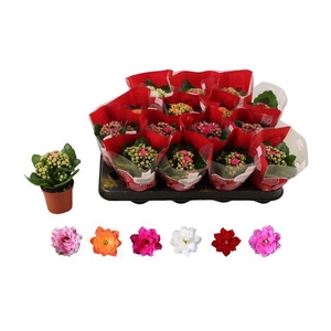 KALAN CALAN MIX ROSALINA P7