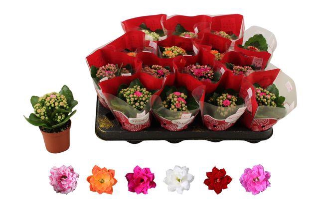 <h4>KALAN CALAN MIX ROSALINA P7</h4>