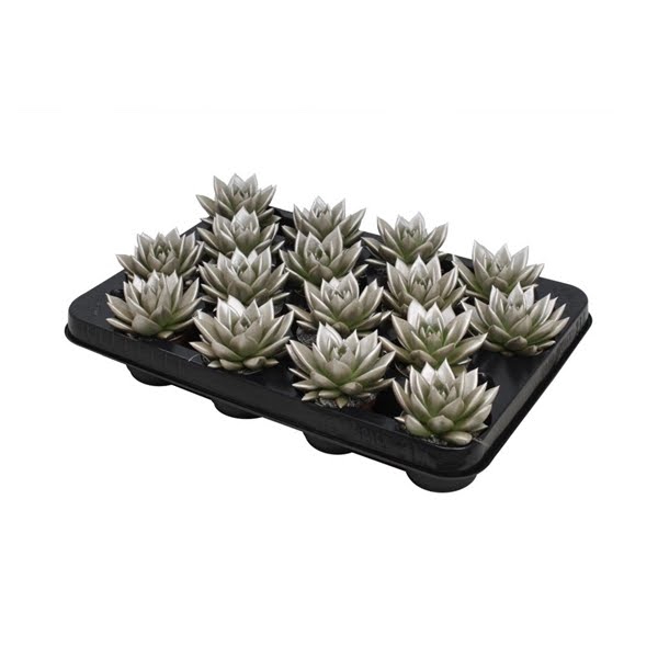 <h4>Echeveria coloured metallic champagne</h4>