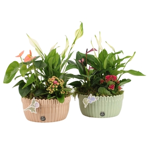 21931: Contradiction arrangement