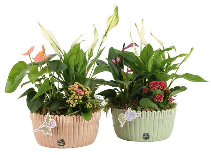 <h4>21931: Contradiction arrangement</h4>