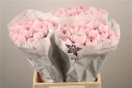 <h4>Ran Su Lady</h4>