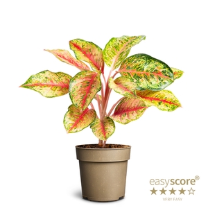 AGLAONEMA COMMUTATUM P14