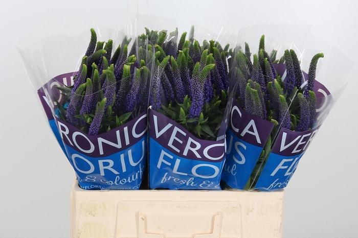 <h4>Veron Smart Diana</h4>