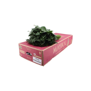 Aralia 45