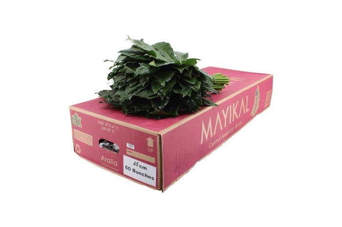<h4>Aralia 45</h4>