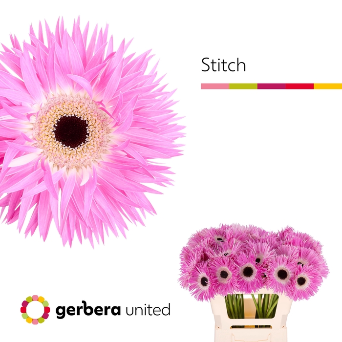<h4>Gerbera Spider Stitch Water x40</h4>