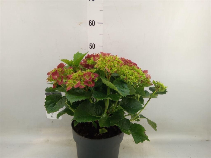 <h4>Hydrangea mac. 'Hi Fire'</h4>