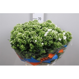 Phlox P Whitecap
