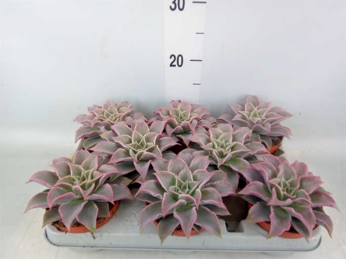 <h4>Echeveria   ...</h4>