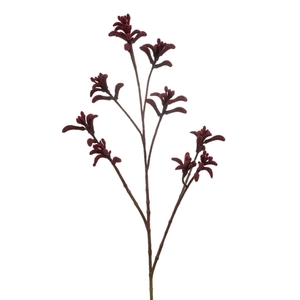Anigozanthos spray burgundy 85cm