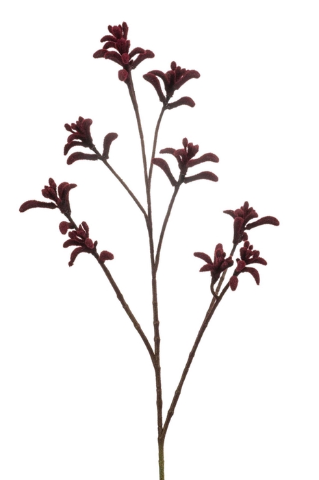 <h4>Anigozanthos spray burgundy 85cm</h4>