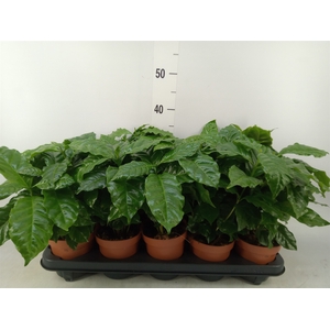 Coffea arabica