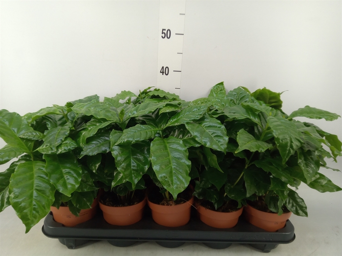 <h4>Coffea arabica</h4>