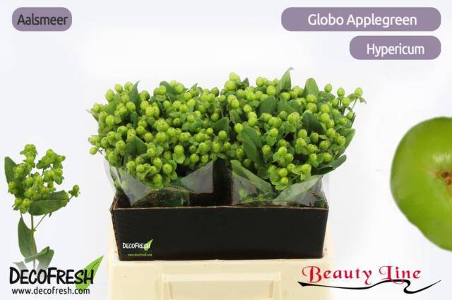 <h4>HYP GLOBO APPLEGREEN</h4>