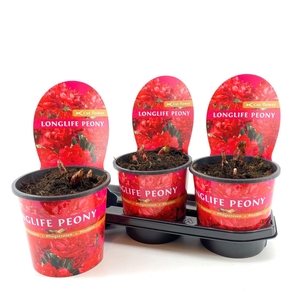 Paeonia 19CM Rood Longlife