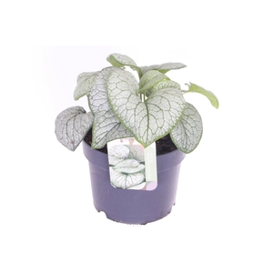 Brunnera Silver Spear