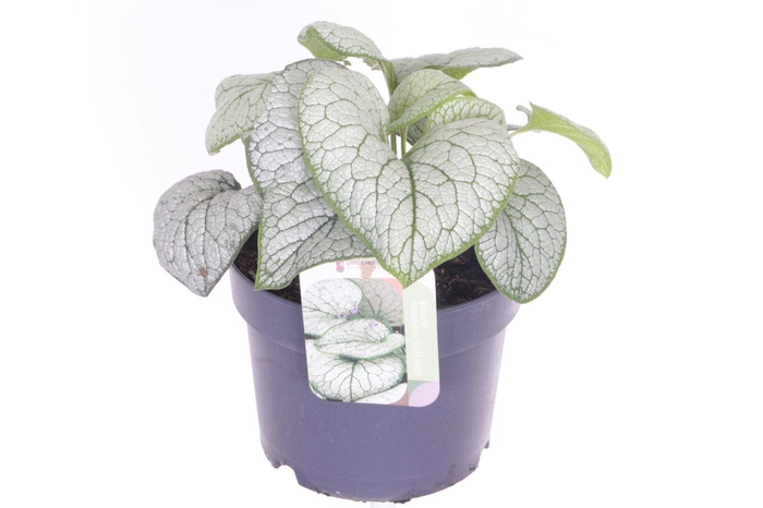 <h4>Brunnera Silver Spear</h4>