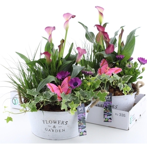 ARR TUINPLANTEN
