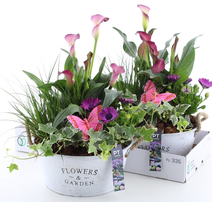 <h4>ARR TUINPLANTEN</h4>