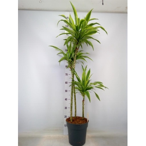 Dracaena fr de 'LemonLime'