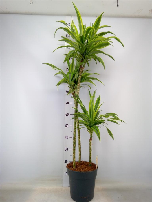 <h4>Dracaena fr de 'LemonLime'</h4>