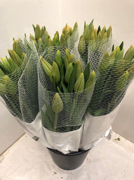 <h4>Tu En Avignon</h4>