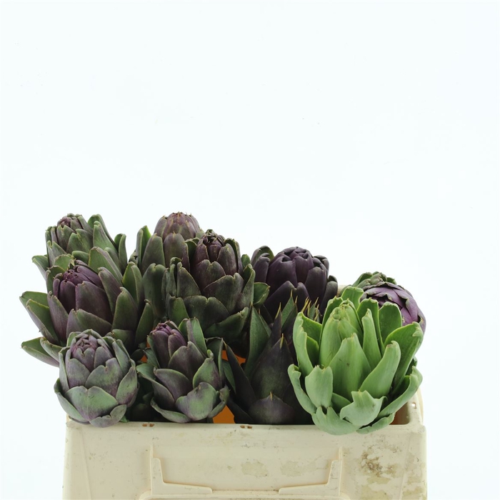 <h4>Cynara Scolymus Small</h4>