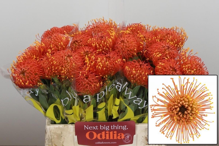 <h4>LEUCO CO GOLD DUST</h4>