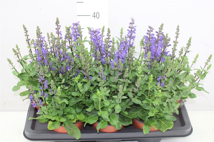 <h4>Salvia Nemorosa Blue</h4>