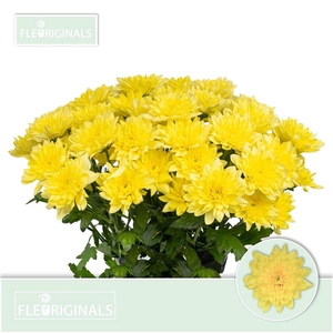 Chr T Baltica Yellow
