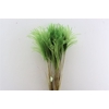 Dried Stipa Feather Apple Green P Stem