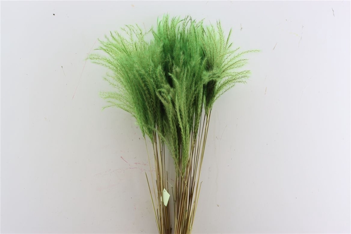 <h4>Dried Stipa Feather Apple Green P Stem</h4>