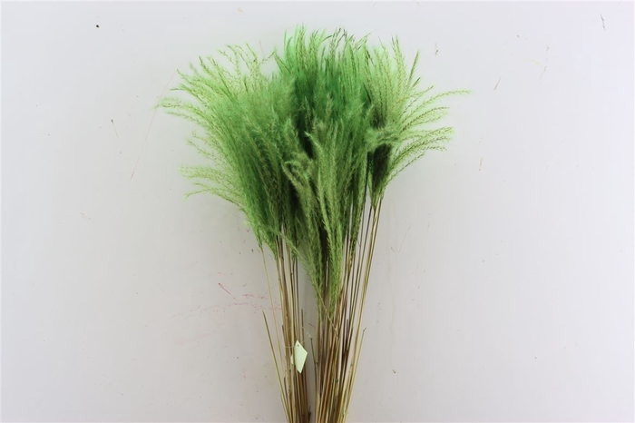 Dried Stipa Feather Apple Green P Stem