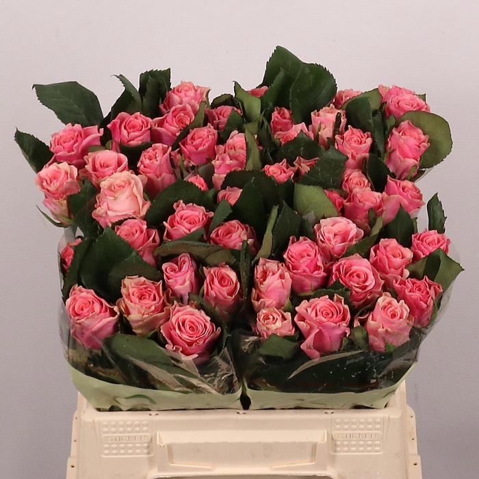 <h4>R GR LIGH P TACAZZI+</h4>