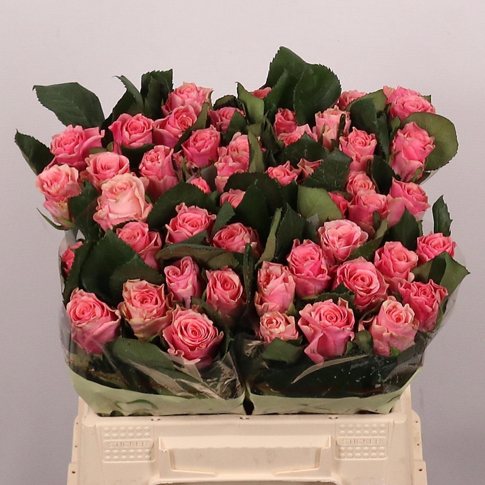 <h4>R GR LIGH P TACAZZI+</h4>