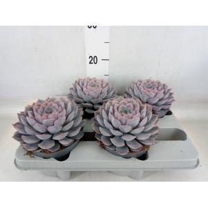 Echeveria  'Orion'