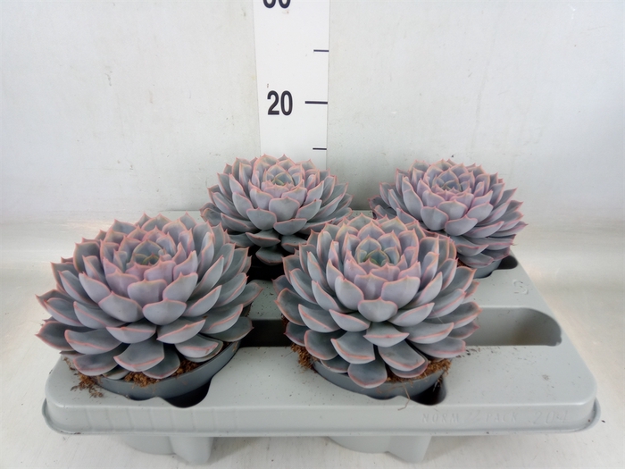 <h4>Echeveria  'Orion'</h4>