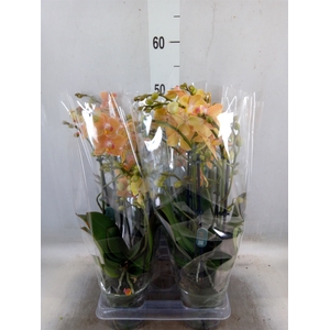 Phalaenopsis multi.   ...orange